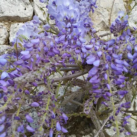 Maison Quercynoise Les Racines De Lili بيت للعطل Cieurac